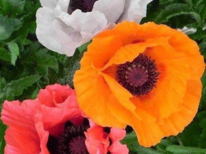 0e2766d6-2e07-4b9e-a08a-822cd77d998d