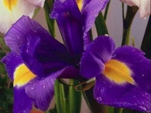 ad17fefe-3a2e-4dc5-acbe-4a9ccf3cb4dd